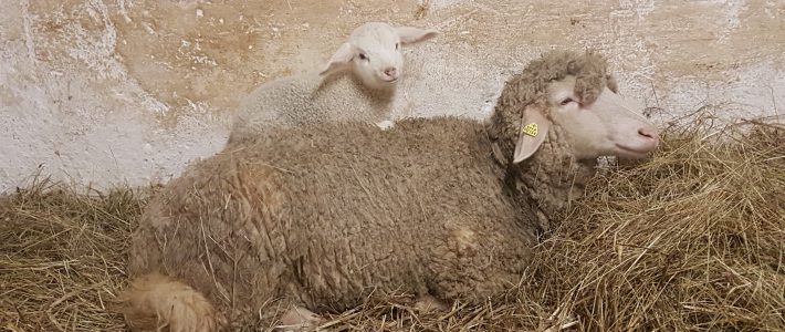 Lämmer Rabatt im Sheepshop