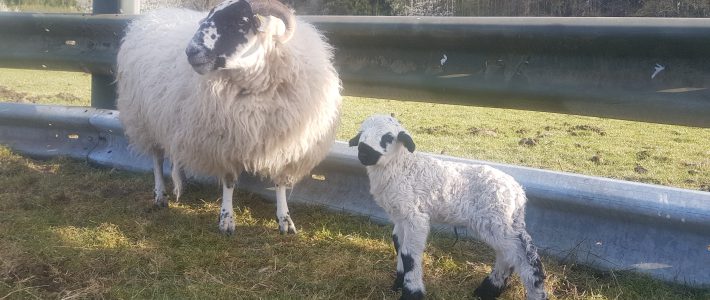 Update beim Lämmer-Rabatt im Sheepshop